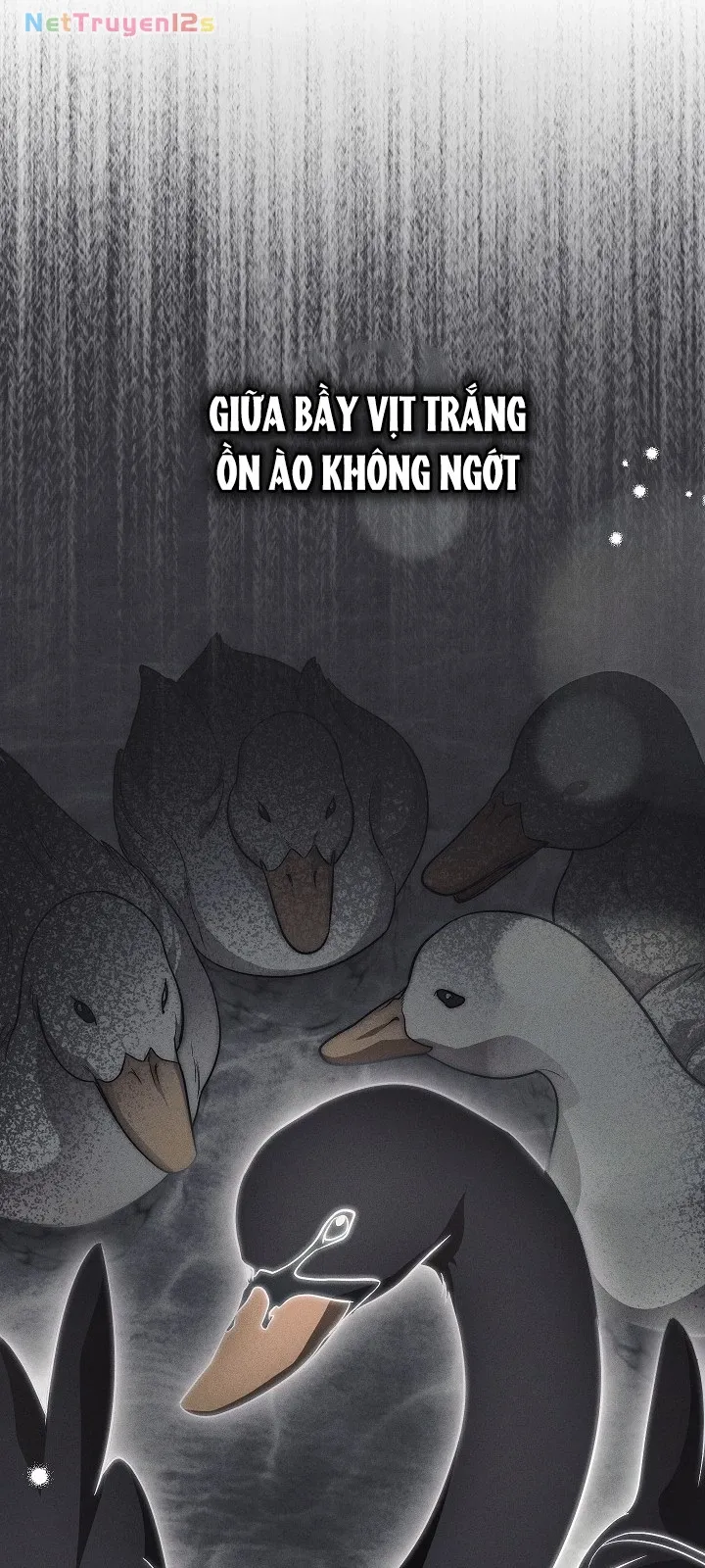 Mộ Thiên Nga - Chap 49